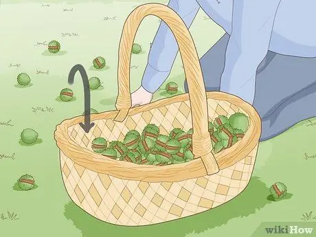 Выращивайте Conkers, шаг 1