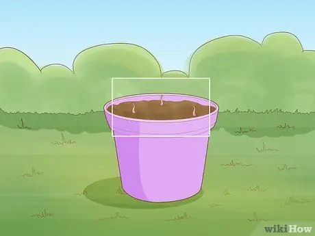 Выращивайте Conkers, шаг 10