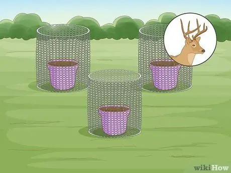 Выращивайте Conkers, шаг 11