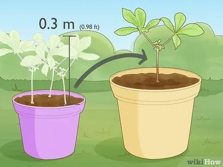 Выращивайте Conkers, шаг 12
