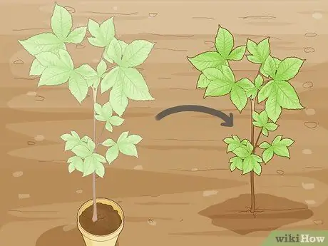 Выращивайте Conkers, шаг 13