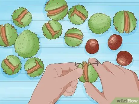 Выращивайте Conkers, шаг 2