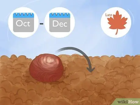 Выращивайте Conkers, шаг 5