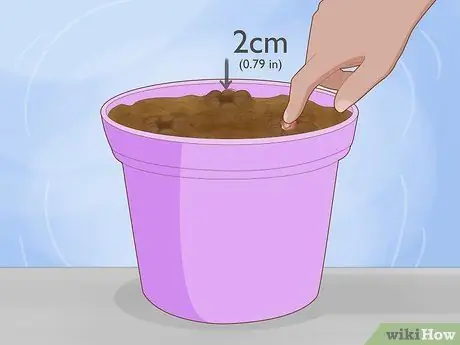 Выращивайте Conkers, шаг 7