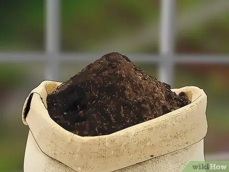 Выращивание молочая, шаг 1