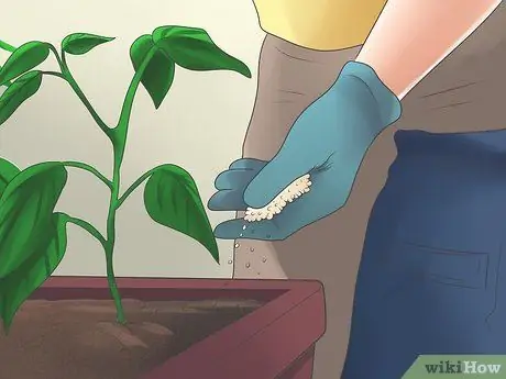 Выращивание болгарского перца Шаг 10