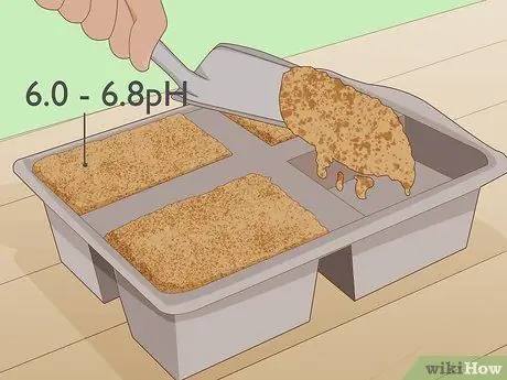 Выращивание перца халапеньо, шаг 2