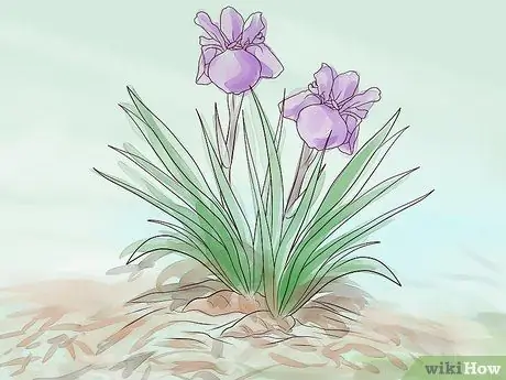 Выращивание ириса, шаг 12 Выращивание ириса, шаг 12