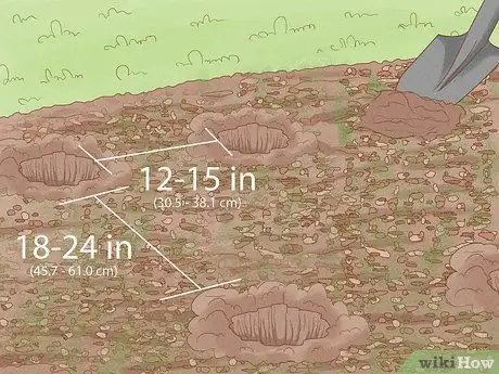 Выращивание капусты Шаг 12