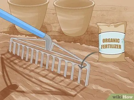 Выращивание капусты Шаг 6