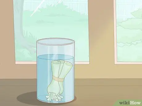 Выращивание лука в воде, шаг 10