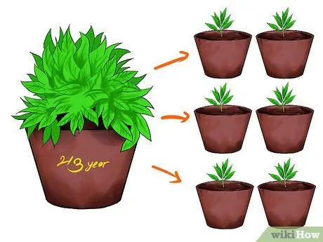 Выращивание мяты Шаг 7