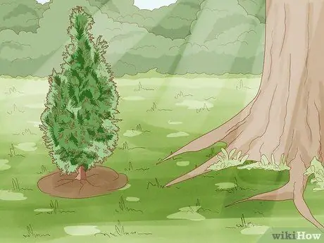 Укрытие Arborvitae for Winter Step 12