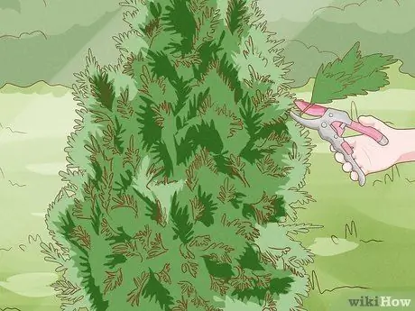 Покрытие Arborvitae for Winter Step 14