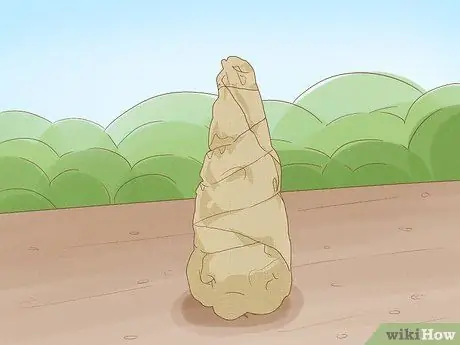 Укрытие туи на зиму Step 3