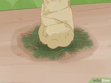Укрытие туи для зимы Step 4