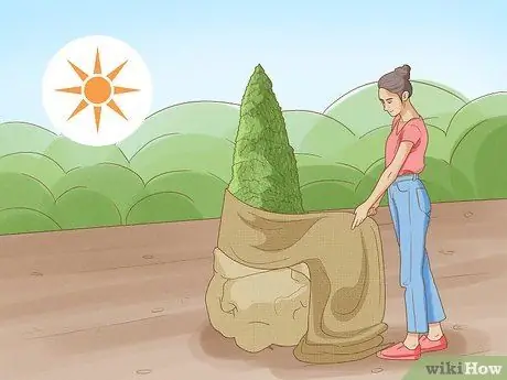 Укрытие туи для зимы Step 5