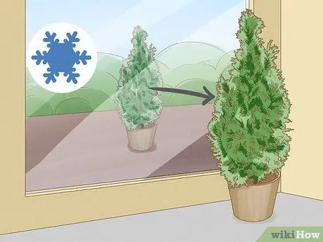 Укрытие туи на зиму Step 6