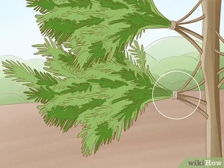 Укрытие Arborvitae for Winter Step 7