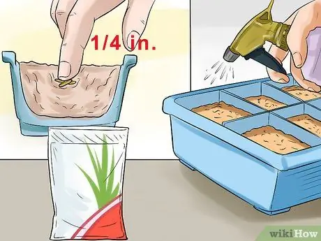 Выращивание лемонграсса, шаг 2