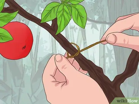 Выращивание омелы, шаг 4