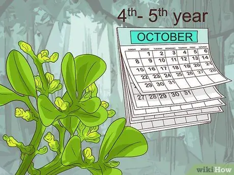 Выращивать омелу Шаг 6