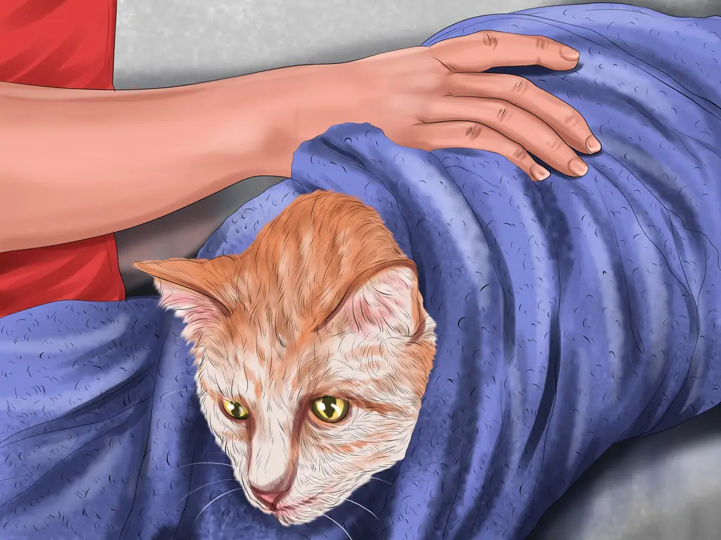 Как удалить клей для мышеловки с кошки: 12 шагов (с картинками)