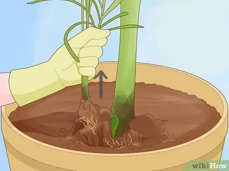 Размножение пальмы ареки, шаг 2