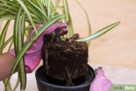 Разделить паучье растение Шаг 4