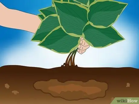 Разделить хосту Шаг 12