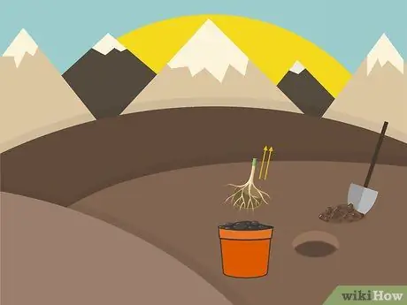 Растение в бедных почвах Шаг 06