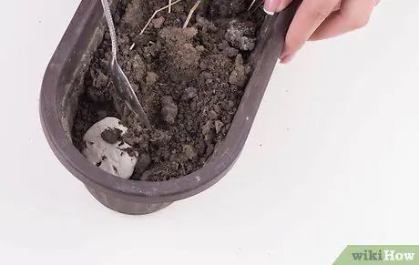 Чистые песочные доллары, шаг 4 Чистые песочные доллары, шаг 4