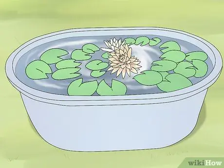 Выращивайте кувшинки, шаг 1