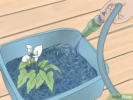 Выращиваем кувшинки Шаг 11
