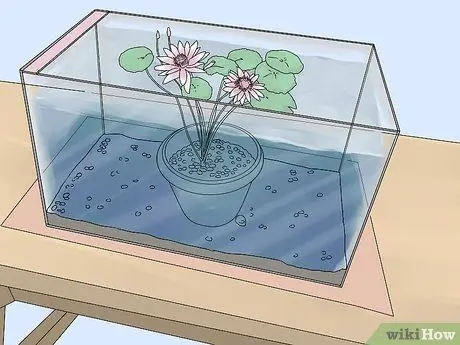 Выращиваем кувшинки Шаг 15