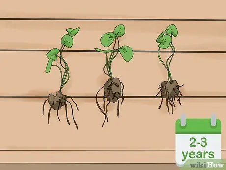 Вырастить кувшинки Шаг 16