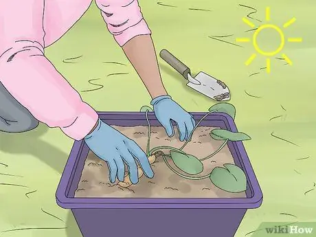 Выращивайте кувшинки Шаг 4