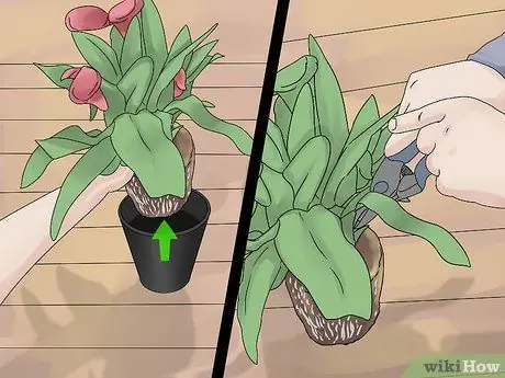 Выращивать кувшинки Шаг 8