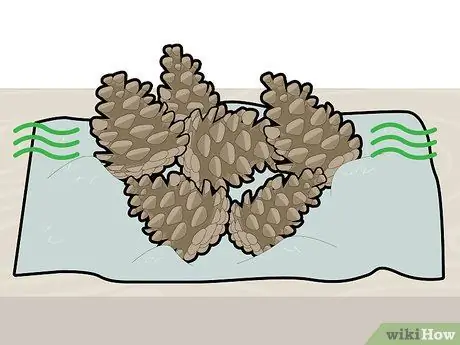 Сосновые шишки отбеливателя Шаг 10