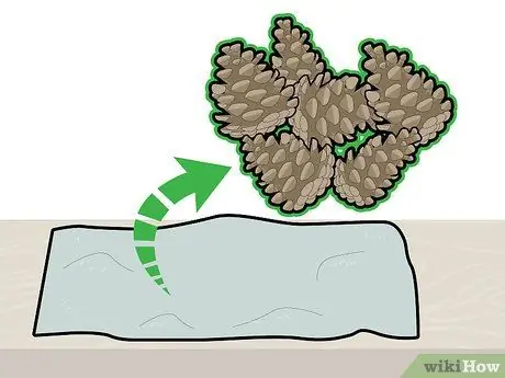 Сосновые шишки отбеливателя Шаг 11