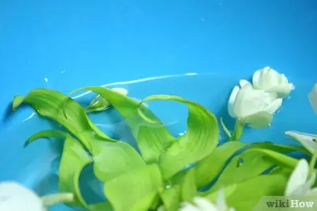 Сделать духи для чучела животных Шаг 5