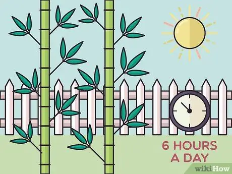 Посадить бегущий бамбук Шаг 1