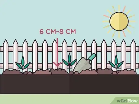 Посадить бегущий бамбук Шаг 12