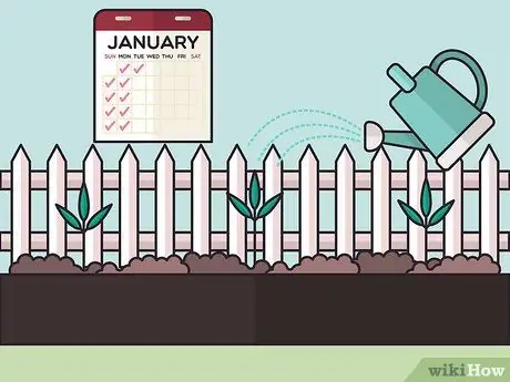 Посадить бегущий бамбук Шаг 14