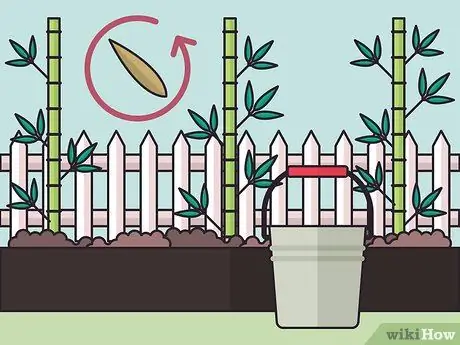 Посадить бегущий бамбук Шаг 15