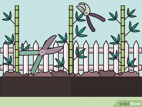 Посадить бегущий бамбук Шаг 16