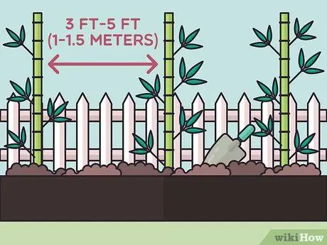 Посадить бегущий бамбук Шаг 8