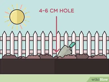 Посадить бегущий бамбук Шаг 9