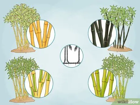 Купить Bamboo Step 1