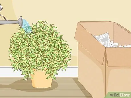 Купить Bamboo Step 11